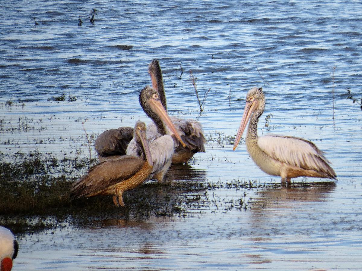 Spot-billed pelican