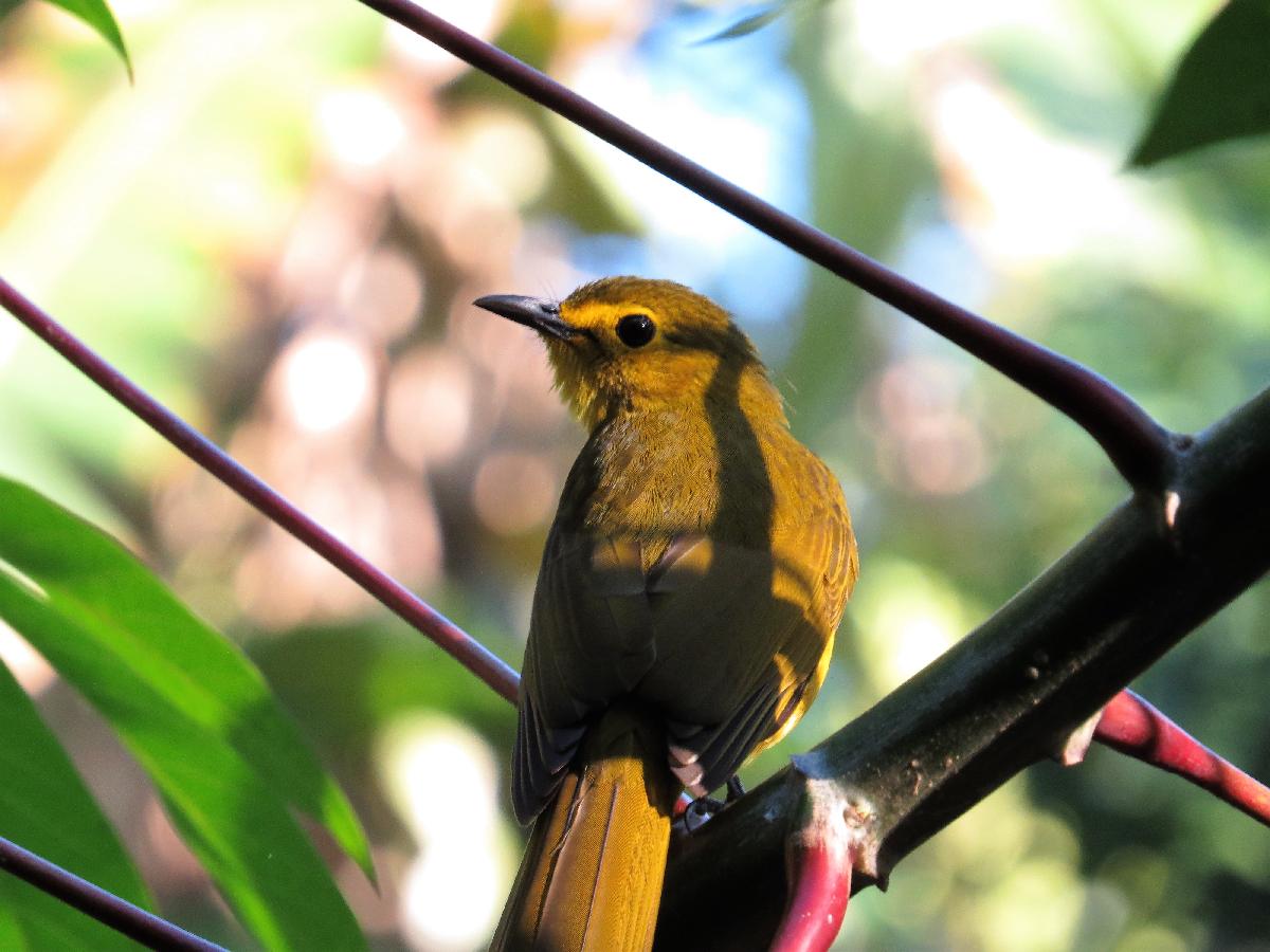 Yellow-browed bulbul