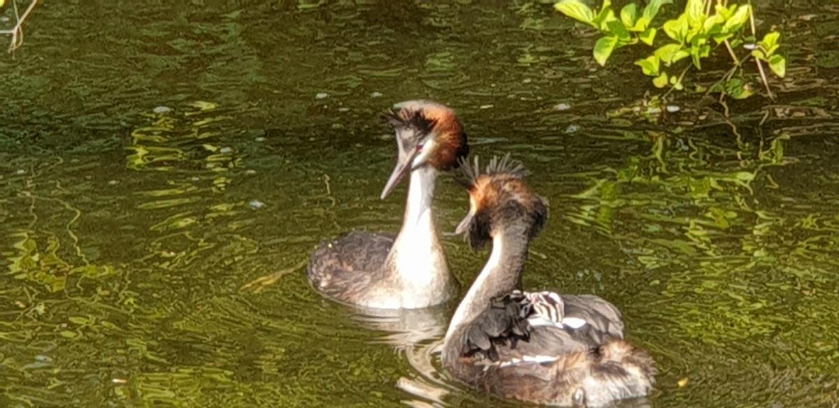 Earth Day 2019 - Protect Our Species | Earth Day Network