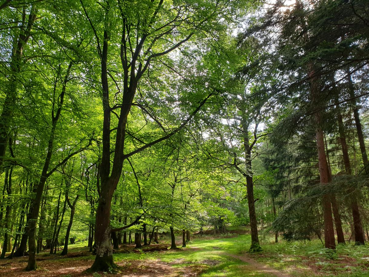 Trees to keep you shaded from the sun