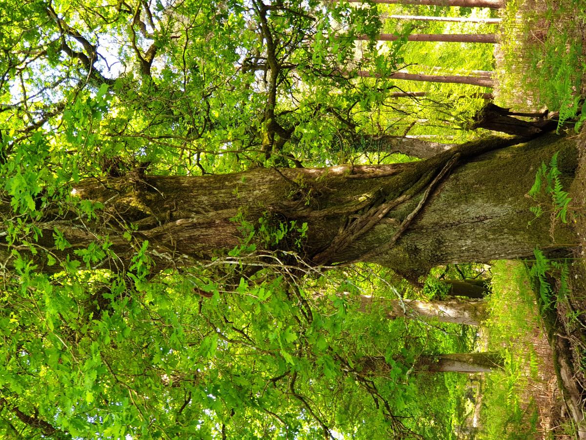 Variety of trees to go under